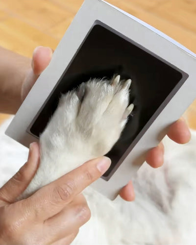 Pata de un perro preparada para tomar su huella con el kit sin tinta